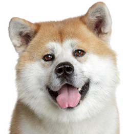 Yapon Akita Inu