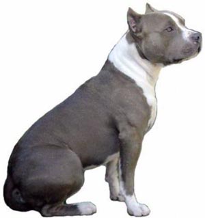 Amerika Staffordshire Terrier