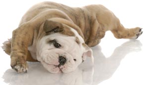 İngilis bulldog puppy