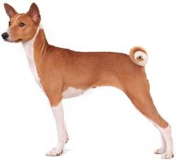 Ağ tərəfdən basdırılmış basenji