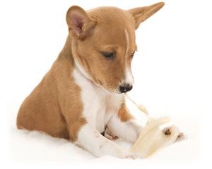 gözəl puppy basenji