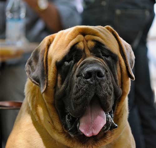 ingilis mastiff