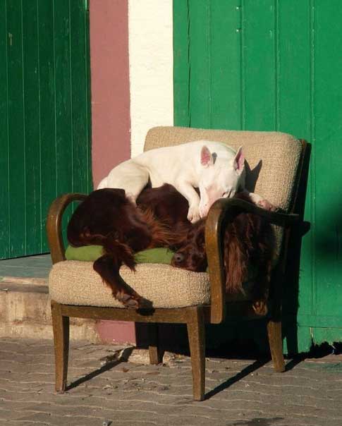 boğa terrier bir it üzərində yatır