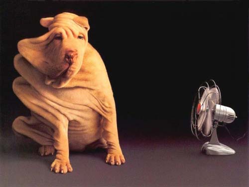 shar pei