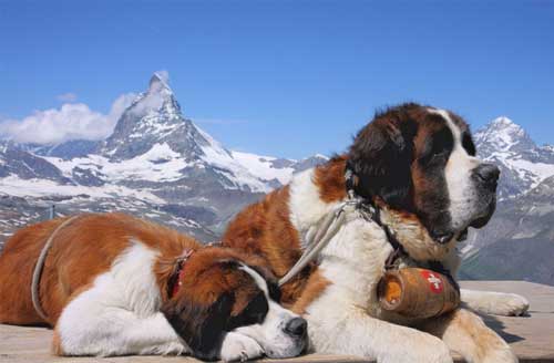 St. Bernard