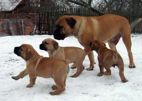 Boerboel