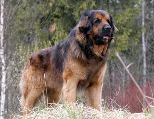 Leonberger