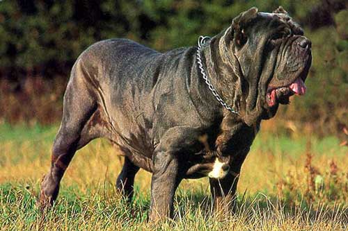 Neapolitan mastiff