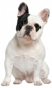 Fransız bulldog puppy