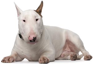 bull terrier