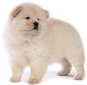 Chow Chow