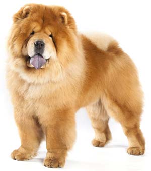 chow chow