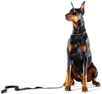 Doberman Pinscher və Leash