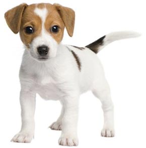 puppy jack russel terrier