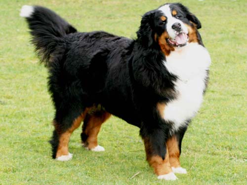 Bernese Dağ Dog gülümsəyir