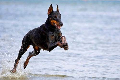 doberman dəniz sahilində çalışır