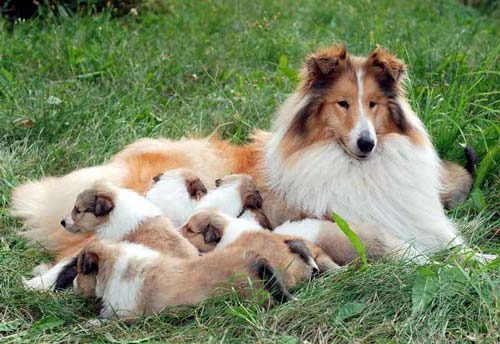 köpək balı ilə uzun saçlı collie