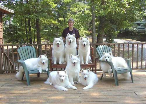 çox Samoyed itləri və xanım