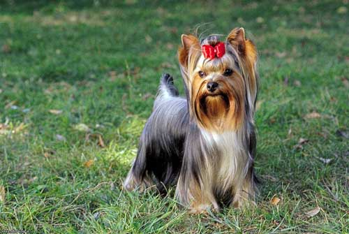 yorkshire terrier smiling