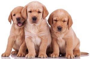 Labrador puppies