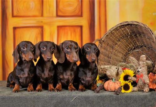 dwarf it dachshund