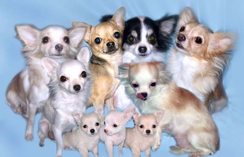 puppy hapşırıq