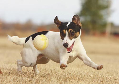 topa qaçan puppy jack russel terrier