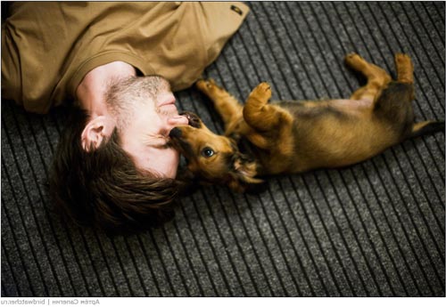 bir dachshund köpək balığı burnunu əzf edir