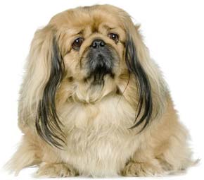 pekinese