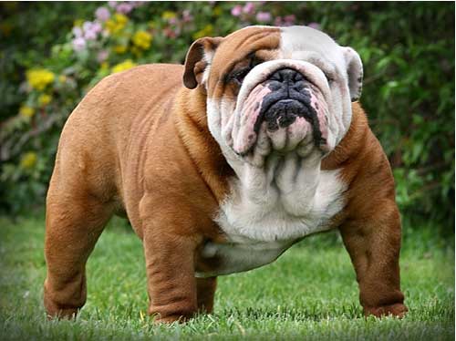 ingilis bulldog