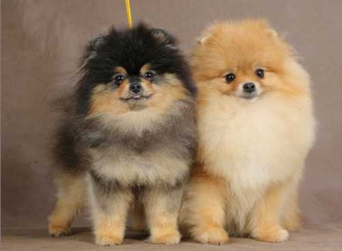 gözəl Pomeranian Spitz bala