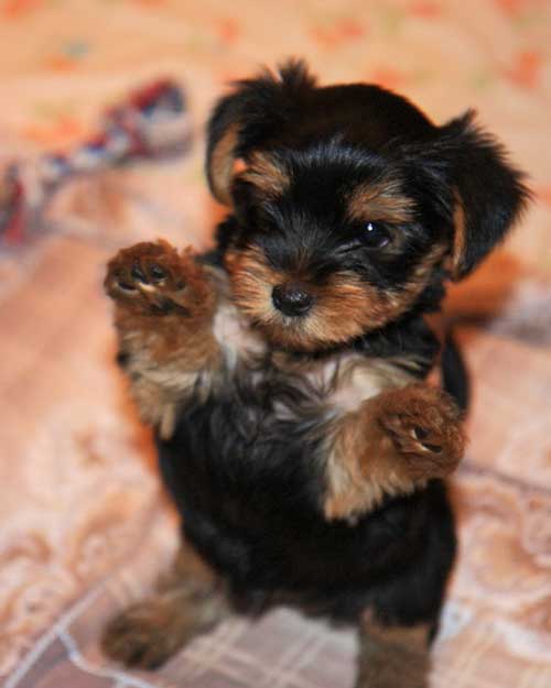 komik, cute puppy yorkshire terrier