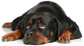 Rottweiler