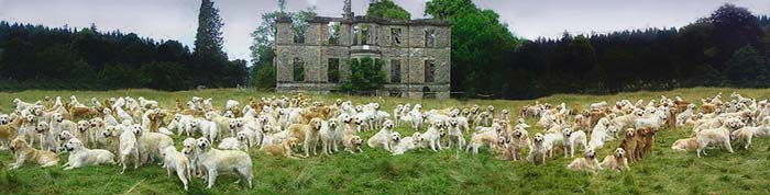 qala arxasında bir çox labradors