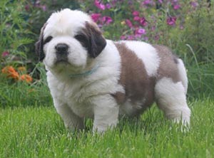 sevimli St Bernard puppy