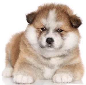 Yapon Akita Inu puppy