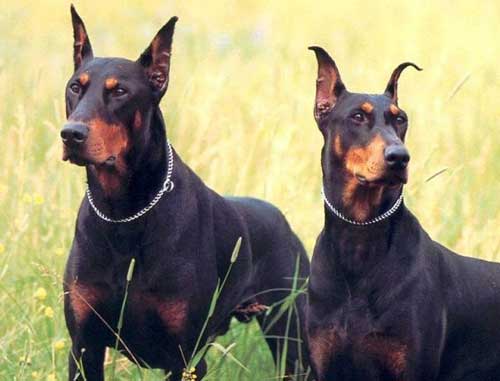 iki gözəl dobermanns