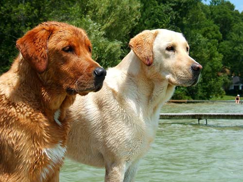 iki gözəl labrador retrieverlər