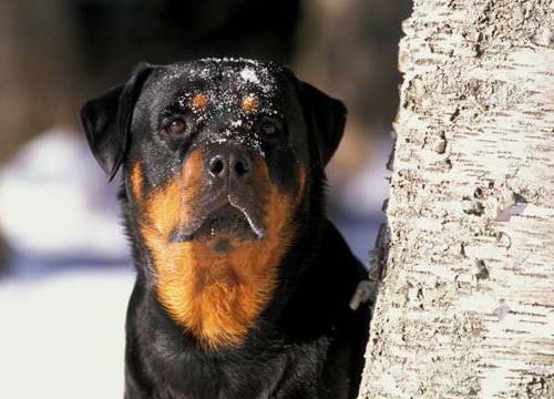 Rottweiler başında bir tarak ilə