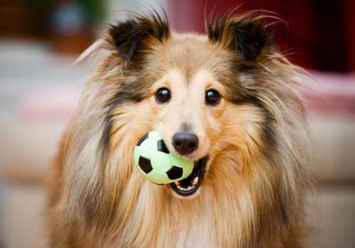 Dişlərin içərisindəki top ilə Sheltie