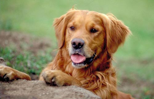 gözəl qızıl retriever