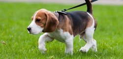 bir itələyici puppy