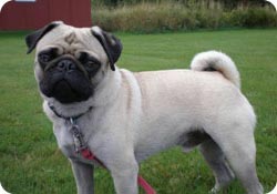 pug kameraya baxır